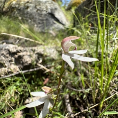 Caladenia moschata (Musky Caps) at Paddys River, ACT - 18 Nov 2022 by Pirom