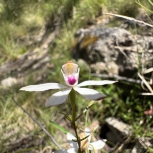 Caladenia moschata at Paddys River, ACT - 18 Nov 2022