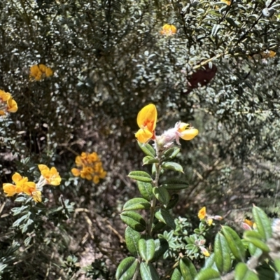 Oxylobium ellipticum (Common Shaggy Pea) at Tidbinbilla Nature Reserve - 18 Nov 2022 by Pirom