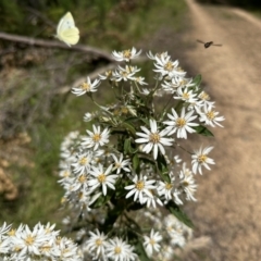 Olearia (genus) at Paddys River, ACT - 18 Nov 2022 by Pirom