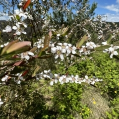 Gaudium brevipes (Grey Tea-tree) at Paddys River, ACT - 18 Nov 2022 by Pirom