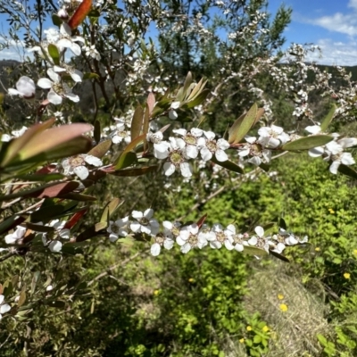 Gaudium brevipes (Grey Tea-tree) at Paddys River, ACT - 18 Nov 2022 by Pirom