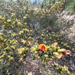 Pultenaea procumbens at Coree, ACT - 18 Nov 2022