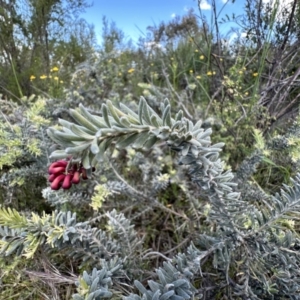 Grevillea lanigera at Coree, ACT - 18 Nov 2022 01:42 PM