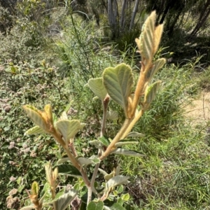 Pomaderris eriocephala at Coree, ACT - 18 Nov 2022