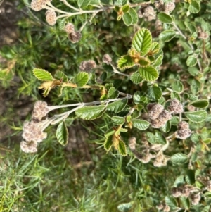 Pomaderris eriocephala at Coree, ACT - 18 Nov 2022