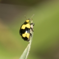 Illeis galbula at Higgins, ACT - 19 Nov 2022 12:57 PM