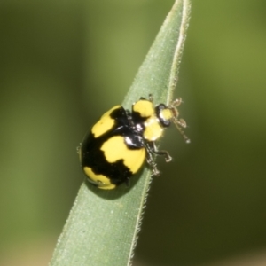 Illeis galbula at Higgins, ACT - 19 Nov 2022 12:57 PM