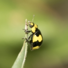 Illeis galbula at Higgins, ACT - 19 Nov 2022 12:57 PM