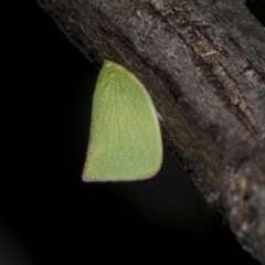 Siphanta acuta (Green planthopper, Torpedo bug) at Higgins, ACT - 19 Nov 2022 by AlisonMilton