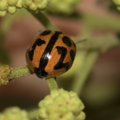 Coccinella transversalis (Transverse Ladybird) at Higgins, ACT - 19 Nov 2022 by AlisonMilton