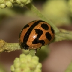 Coccinella transversalis at Higgins, ACT - 19 Nov 2022 12:56 PM