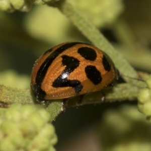 Coccinella transversalis at Higgins, ACT - 19 Nov 2022