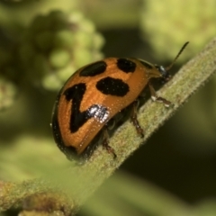 Coccinella transversalis at Higgins, ACT - 19 Nov 2022 12:56 PM