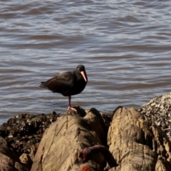 Haematopus fuliginosus (Sooty Oystercatcher) at Surfside, NSW - 9 Oct 2022 by KMcCue