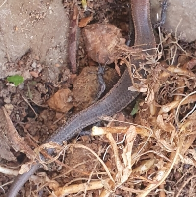 Lampropholis delicata (Delicate Skink) at Gundaroo, NSW - 21 Nov 2022 by Gunyijan