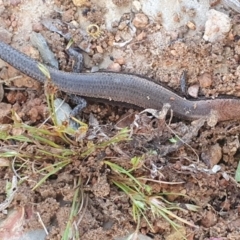 Lampropholis delicata at Gundaroo, NSW - 22 Nov 2022 06:35 AM