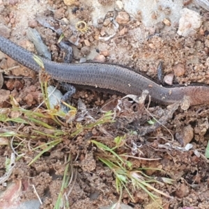 Lampropholis delicata at Gundaroo, NSW - 22 Nov 2022