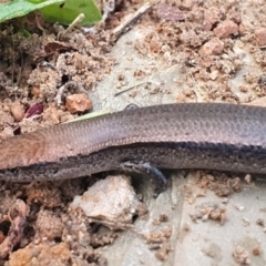 Lampropholis delicata at Gundaroo, NSW - 22 Nov 2022