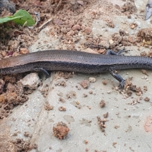 Lampropholis delicata at Gundaroo, NSW - 22 Nov 2022 06:35 AM