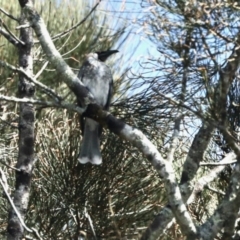 Philemon corniculatus (Noisy Friarbird) at Surfside, NSW - 10 Oct 2022 by KMcCue