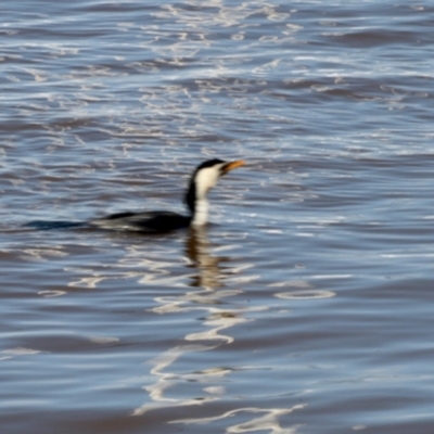 Microcarbo melanoleucos (Little Pied Cormorant) at Surfside, NSW - 9 Oct 2022 by KMcCue