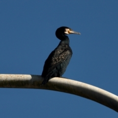 Phalacrocorax carbo (Great Cormorant) at North Batemans Bay, NSW - 10 Oct 2022 by KMcCue