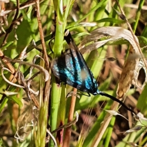 Pollanisus (genus) at Gundaroo, NSW - 6 Nov 2022