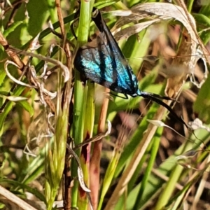 Pollanisus (genus) at Gundaroo, NSW - 6 Nov 2022