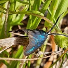 Pollanisus (genus) at Gundaroo, NSW - 6 Nov 2022