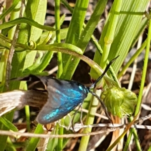 Pollanisus (genus) at Gundaroo, NSW - 6 Nov 2022 08:15 AM