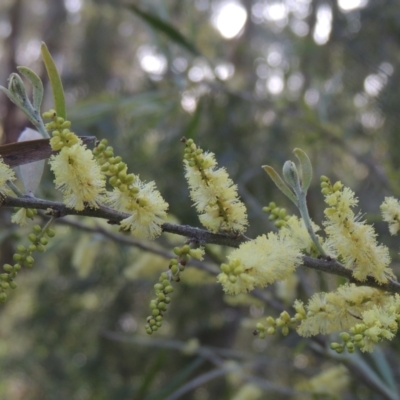 Acacia floribunda (White Sally Wattle, Gossamer Wattle) at Chisholm, ACT - 15 Oct 2022 by MichaelBedingfield