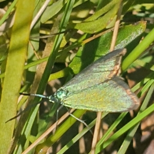 Pollanisus (genus) at Gundaroo, NSW - 6 Nov 2022 08:20 AM