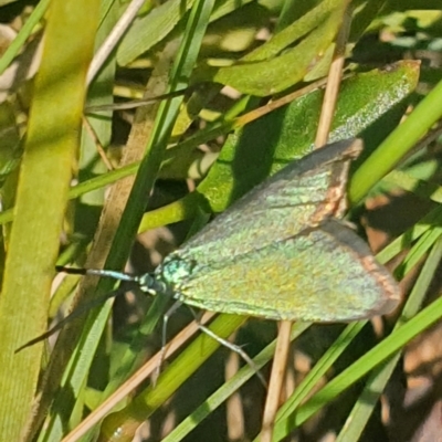 Pollanisus (genus) (A Forester Moth) at Gundaroo, NSW - 5 Nov 2022 by Gunyijan