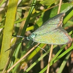 Pollanisus (genus) at Gundaroo, NSW - 6 Nov 2022 08:20 AM