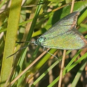 Pollanisus (genus) at Gundaroo, NSW - 6 Nov 2022 08:20 AM