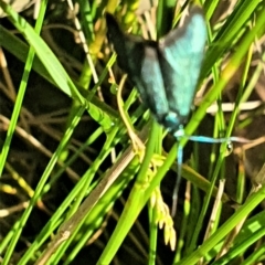 Pollanisus (genus) at Gundaroo, NSW - 6 Nov 2022