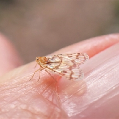 Saccharodite chrysonoe (Derbid planthopper) at Aranda Bushland - 16 Nov 2022 by CathB