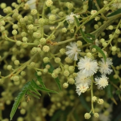 Acacia mearnsii (Black Wattle) at O'Connor, ACT - 15 Nov 2022 by ConBoekel