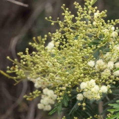 Acacia mearnsii at O'Connor, ACT - 16 Nov 2022