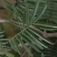 Acacia mearnsii at O'Connor, ACT - 16 Nov 2022 09:19 AM