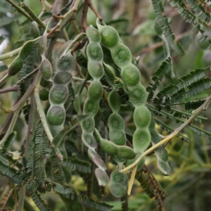 Acacia mearnsii at O'Connor, ACT - 16 Nov 2022 09:19 AM