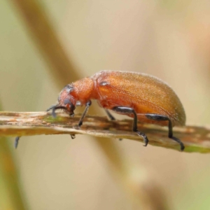 Ecnolagria grandis at O'Connor, ACT - 16 Nov 2022