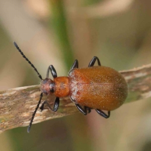 Ecnolagria grandis at O'Connor, ACT - 16 Nov 2022