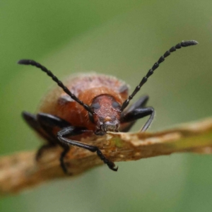 Ecnolagria grandis at O'Connor, ACT - 16 Nov 2022