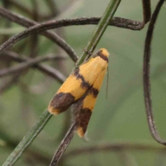 Heteroteucha translatella (Wingia Group) at O'Connor, ACT - 16 Nov 2022 by ConBoekel