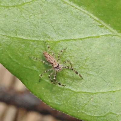 Helpis minitabunda (Threatening jumping spider) at O'Connor, ACT - 15 Nov 2022 by ConBoekel
