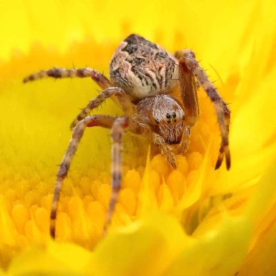 Araneus hamiltoni (Hamilton's Orb Weaver) at O'Connor, ACT - 15 Nov 2022 by ConBoekel