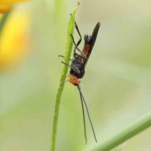 Braconidae (family) at O'Connor, ACT - 16 Nov 2022