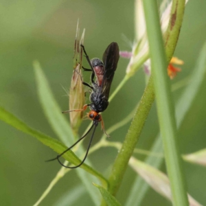 Braconidae (family) at O'Connor, ACT - 16 Nov 2022